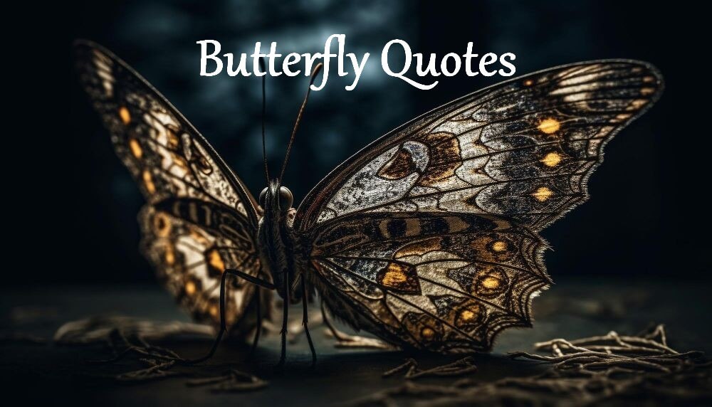 Butterfly Quotes The Wisdom of Transformation